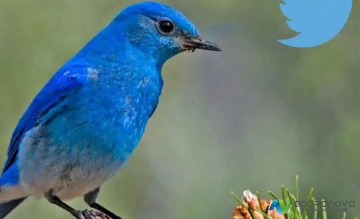 Twitter Search Suggestion Ban Arama Önerisi Yasağı